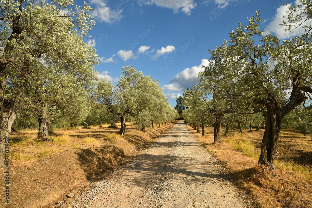 Tuscan rural landscape. White road and Olive Trees with Blue Cloudy Sky. Summer Season, Tuscany. Italy.