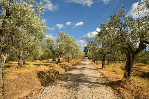 Tuscan rural landscape. White road and Olive Trees with Blue Cloudy Sky. Summer Season, Tuscany. Italy.