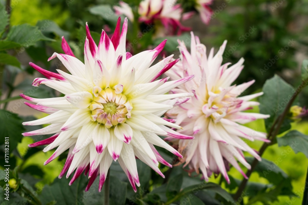 Obraz premium Dahlien in Weiß mit Pink