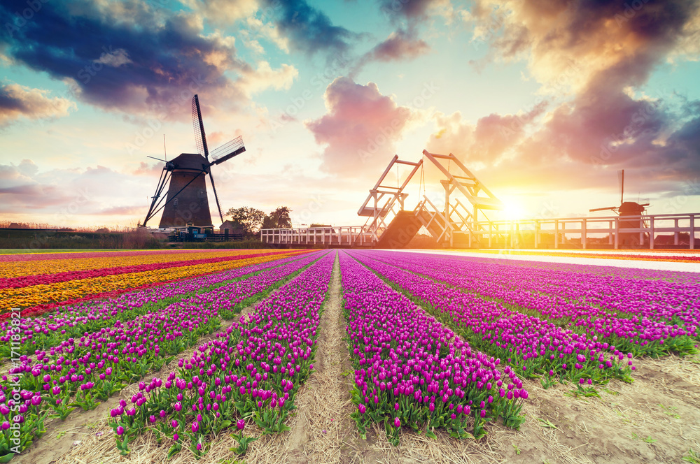 Landscape with tulips, traditional dutch windmills and houses near the canal in Zaanse Schans, Netherlands, Europe