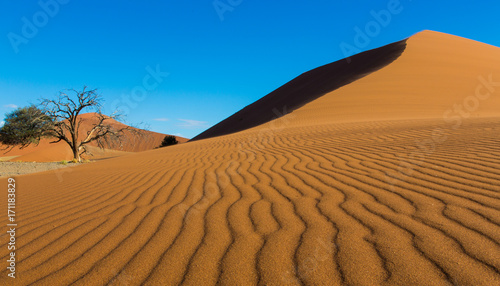 Tree and Sand Ripples at Sossusvlei Namibia