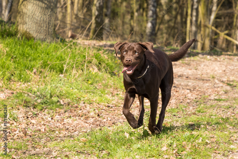 Labrador running in a forest