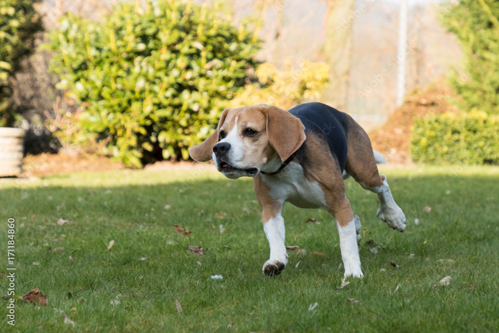 running beagle in a garden