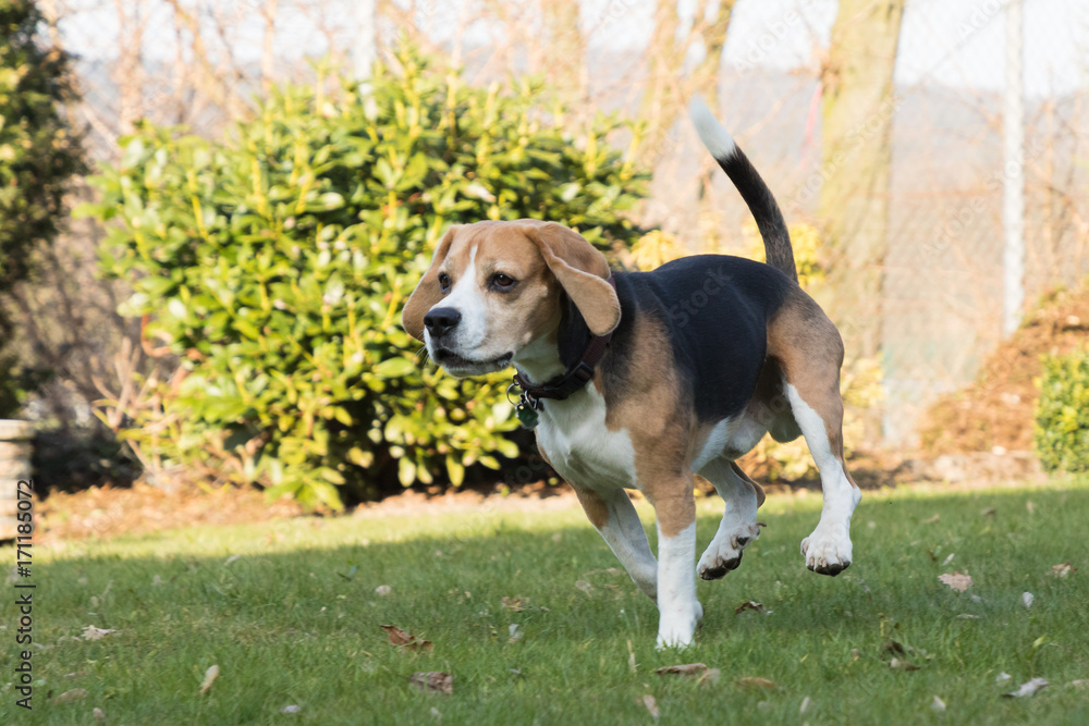 beagle jumping outdoor beagle jumping outdoor