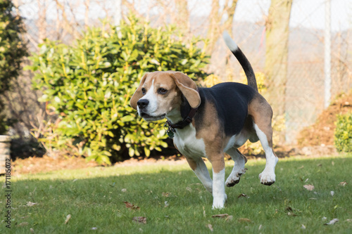 beagle jumping outdoor