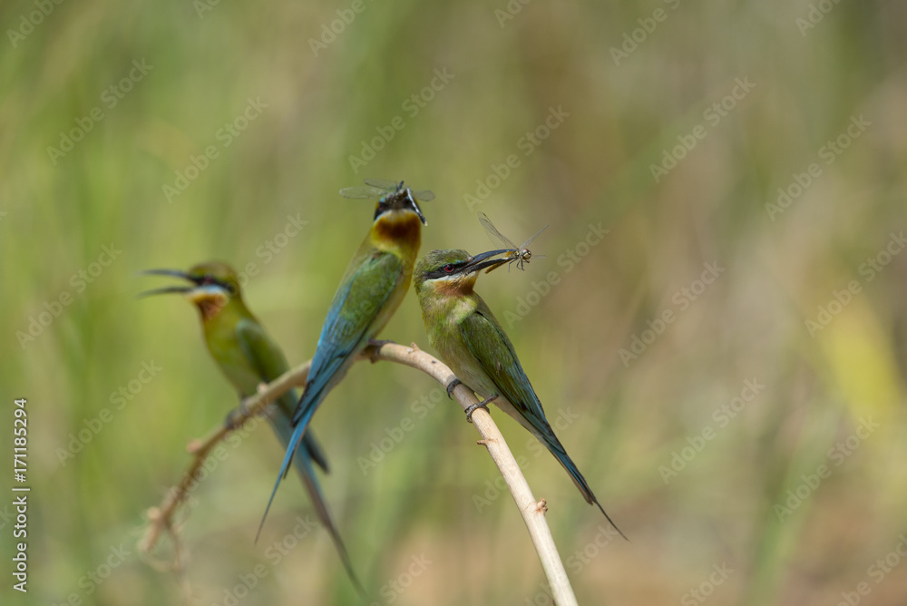 Beautiful bird, Blue-tailed bee-eater Beautiful bird, Blue-tailed bee-eater