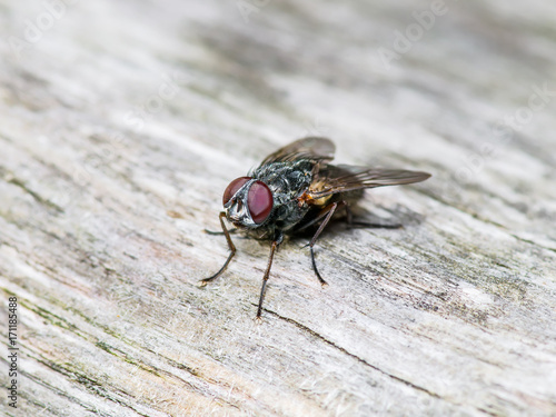 Diptera Fly Insect On Wooden Wall © nechaevkon
