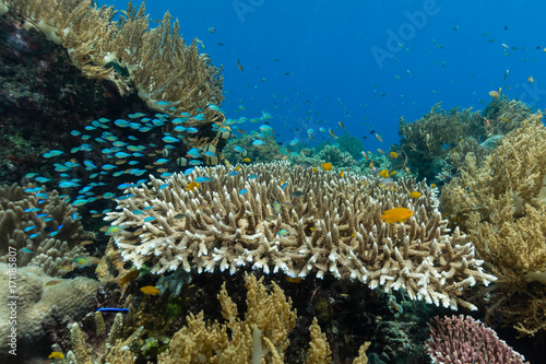 Lebendiges Korallenriff