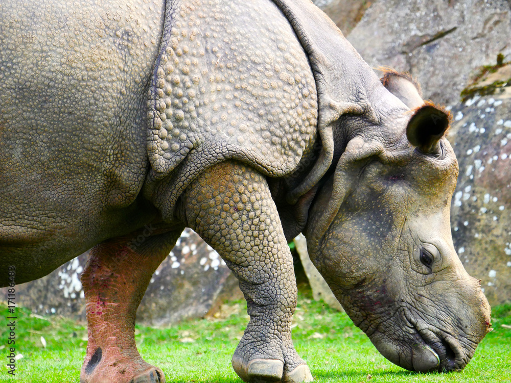 Obraz premium Rhinocéros