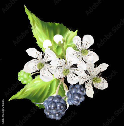 ripe blackberries and flowers on black