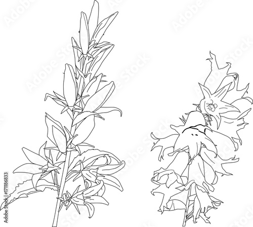 bluebell flowers black outlines