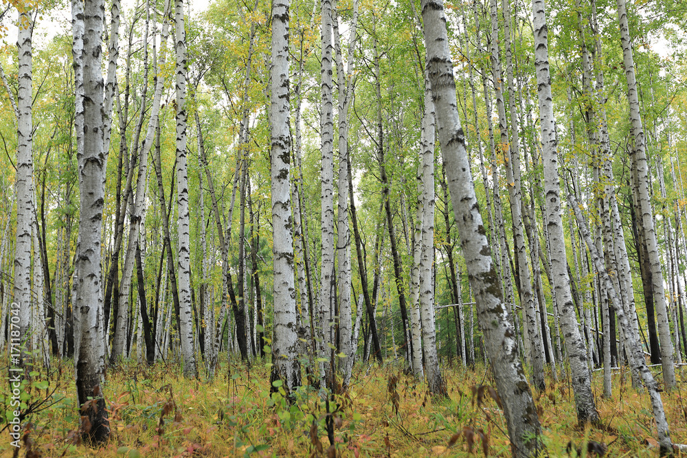 beautiful autumn landscape with white birch forest beautiful autumn landscape with white birch forest