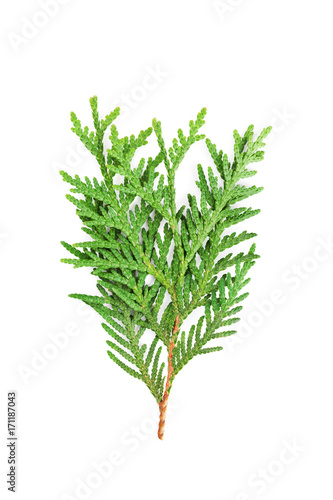 Young sprout of green thuja or arborvitae isolated on white background.