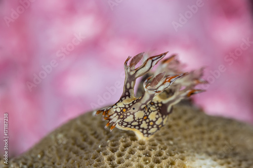 Bornella anguilla, Nudibranch, Sea Slug