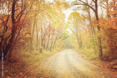 Blurred background  autumn forest