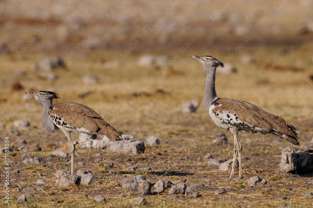 Zwei Riesentrappen, Etosha Nationalpark, Namibia Zwei Riesentrappen, Etosha Nationalpark, Namibia