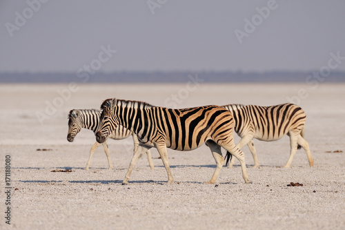 Steppen Zebras wandern durch Salz Pfanne, Burchell's Zebra, Etosha Nationalpark, Namibia, (Equus burchelli)