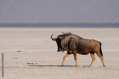 Streifengnu wandert durch die Etosha Salz Pfanne, Etosha Nationalpark, Namibia