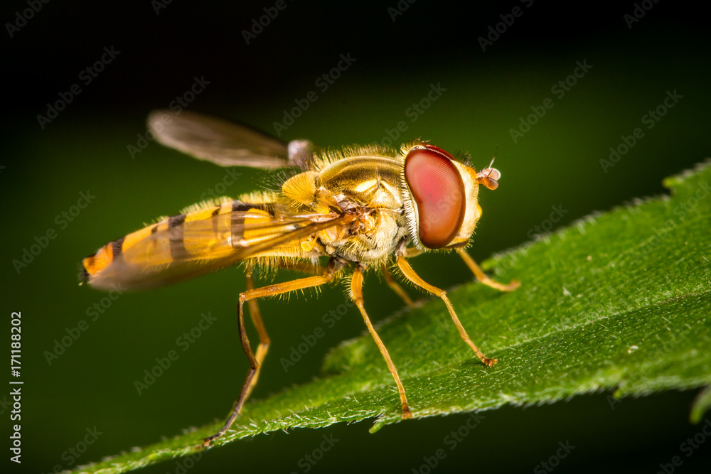 Hoverfly close up macro