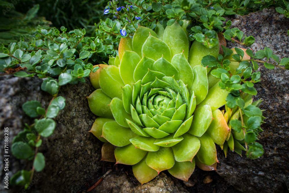 Hens and chicks, Roof Houseleek, House Leek