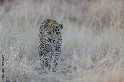 Leopard schleicht durchs Gras  Namibia