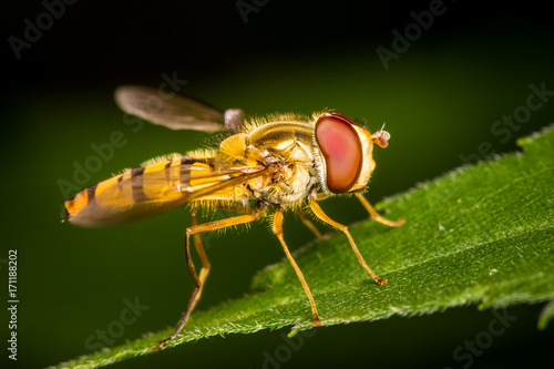 Obraz na płótnie Hoverfly close up macro w salonie