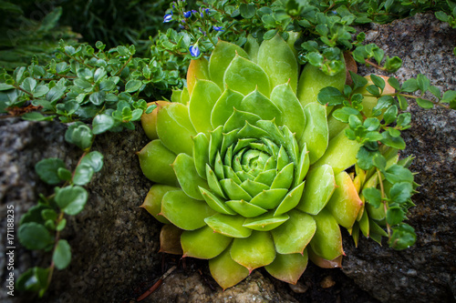 Obraz na płótnie Hens and chicks, Roof Houseleek, House Leek w salonie