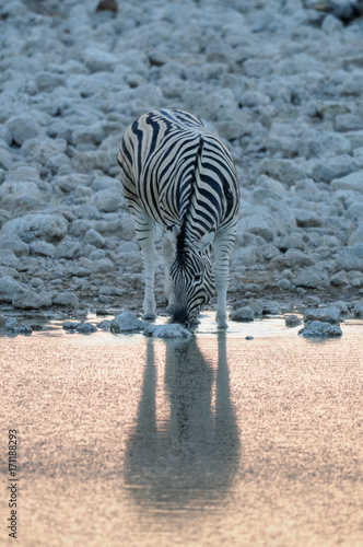 Steppen Zebra am Wasserloch, Burchell's Zebra, Etosha Nationalpark, Namibia, (Equus burchelli)
