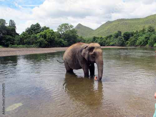 Elephant in Elephant's World, Kanchanaburi, Thailand