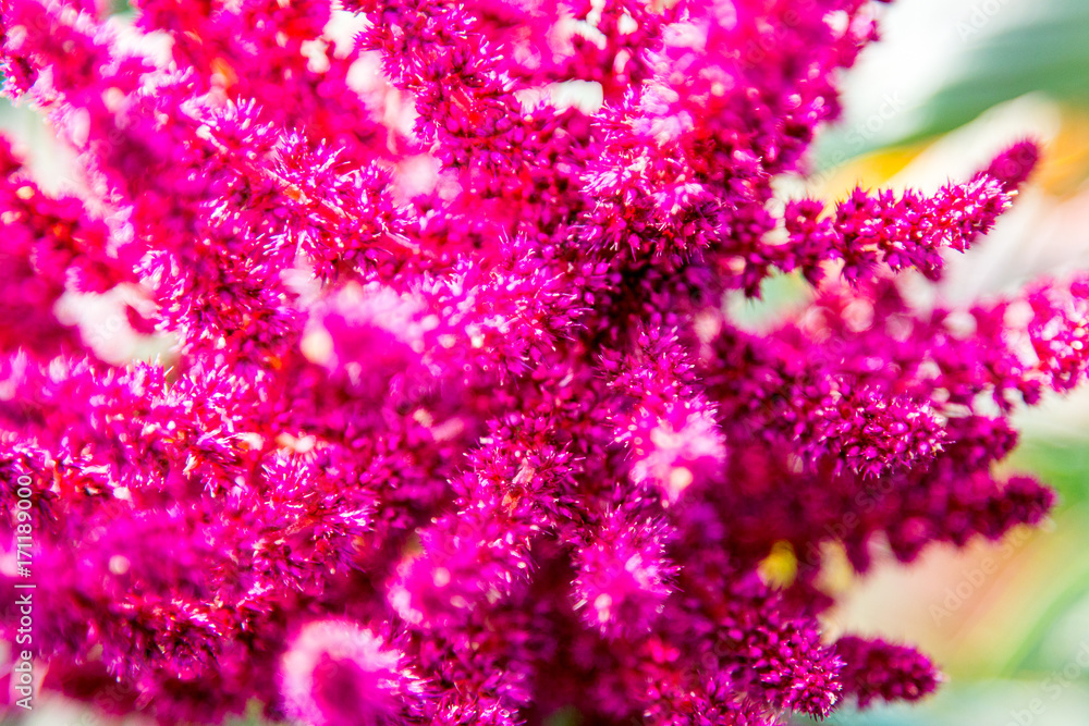 stem of pink flower macro stem of pink flower macro
