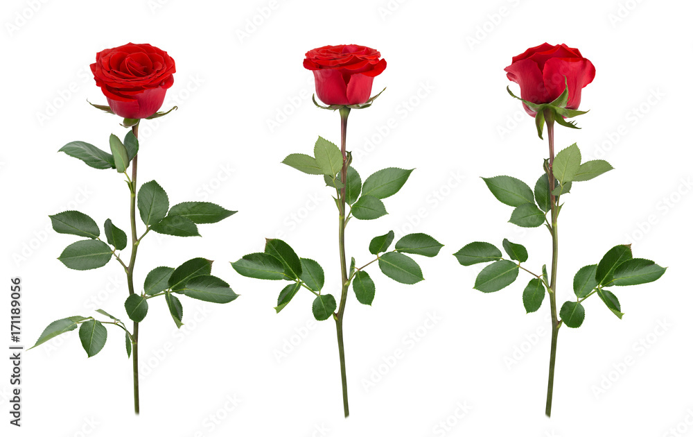 Fototapeta premium Zestaw z czerwonych róż. Jako elementy projektu.