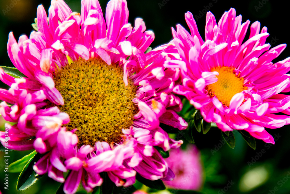 Obraz premium pink asters closeup