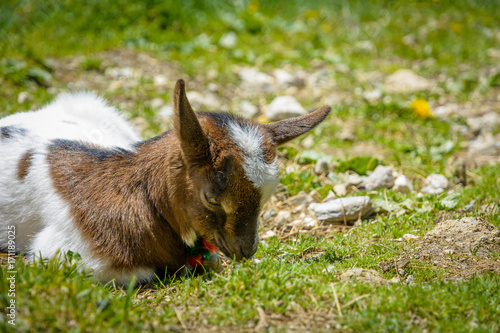 Fototapeta Naklejka Na Ścianę i Meble -  a young goat resting on the green grass