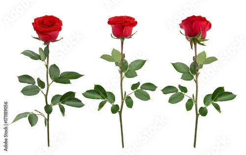 Fototapeta Naklejka Na Ścianę i Meble -  Set with red roses. As design elements.