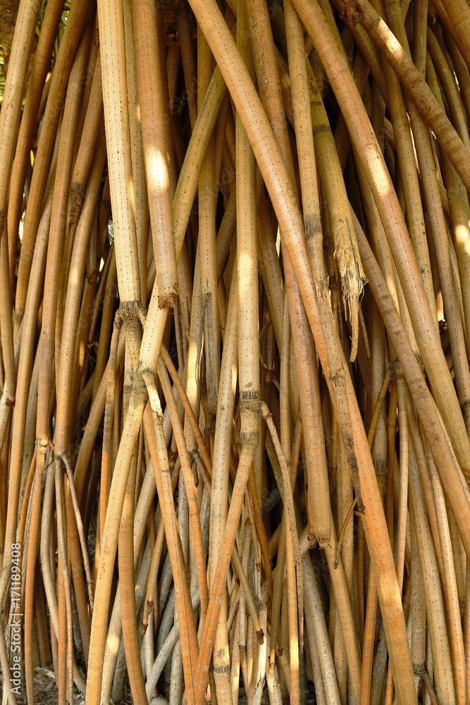 Raices de pandanus sanderi Raices de pandanus sanderi