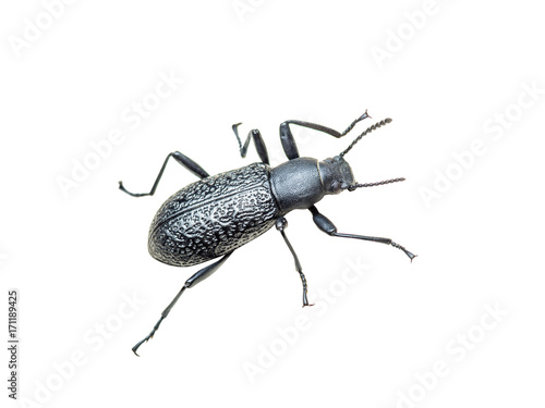 Ground Beetle Bug Insect Isolated on White