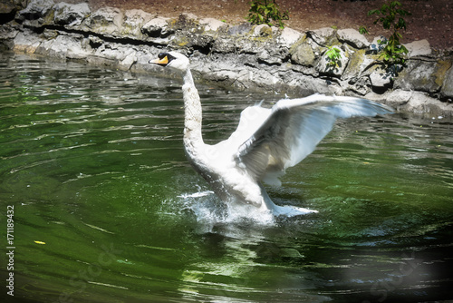 Beautiful white swan opening the wings to fly  on a lake