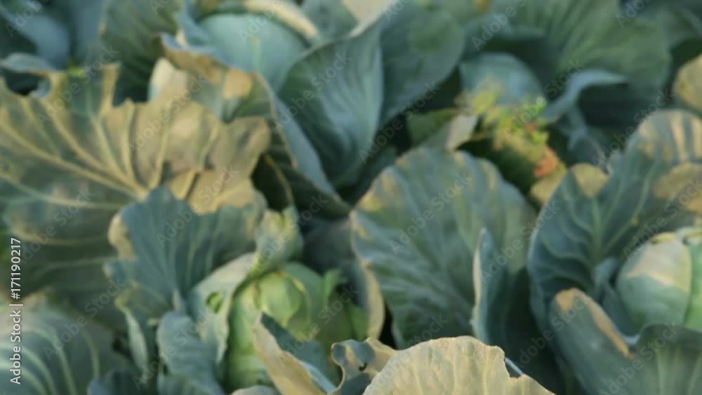 Cabbage harvest Cabbage harvest