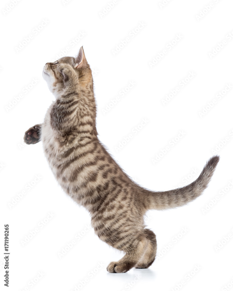 Naklejka premium figlarny kotek pręgowany kot w profilu, na białym tle
