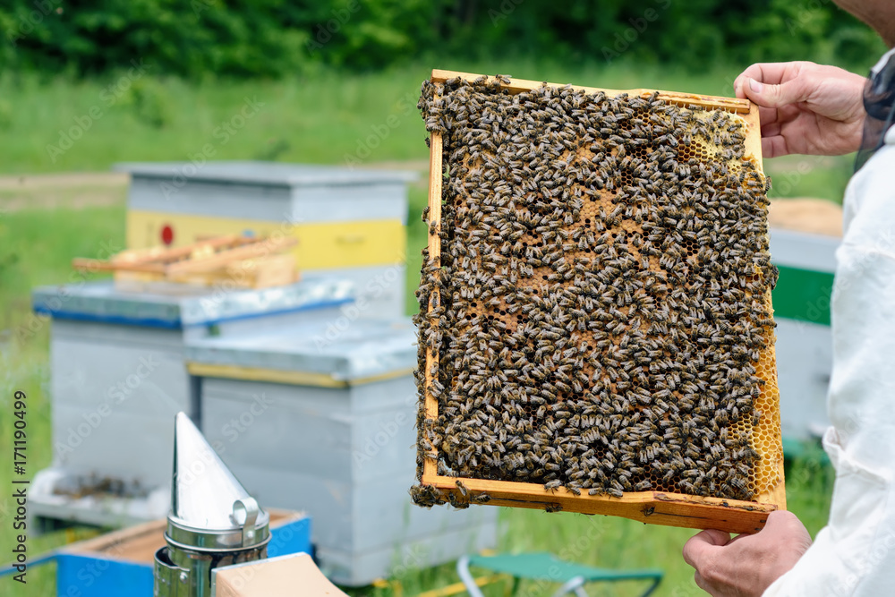 The beekeeper holds a honey cell with bees in his hands. Apiculture. Apiary. The beekeeper holds a honey cell with bees in his hands. Apiculture. Apiary.
