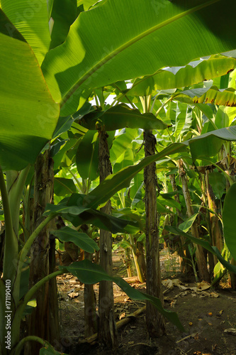 Cultivos de platanos