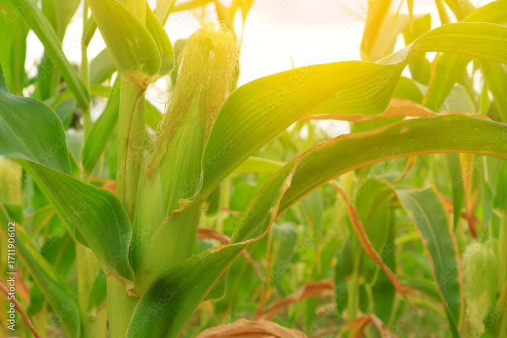 Fototapeta premium corn field at sunset