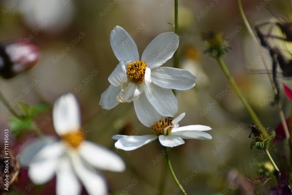 Obraz premium Field of wild flowers