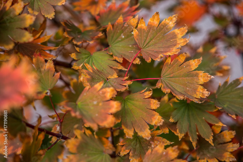 Autumn leaf in japan. 