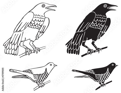 birds crows and cuckoo photo