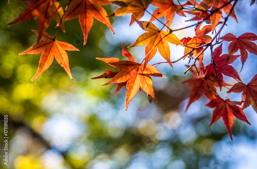 Autumn red maple leaf in season change Kyoto Japan.