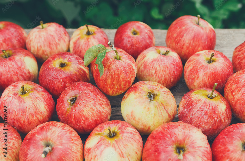 Sweet fresh ripe red apple harvest background Sweet fresh ripe red apple harvest background