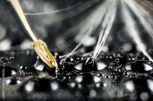 Fototapeta Naklejka Na Ścianę i Meble -  Seed of dandelion