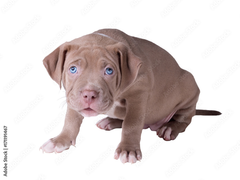 A small puppy (one and a half months old) of the American pit bull terrier. Isolated on white background A small puppy (one and a half months old) of the American pit bull terrier. Isolated on white background