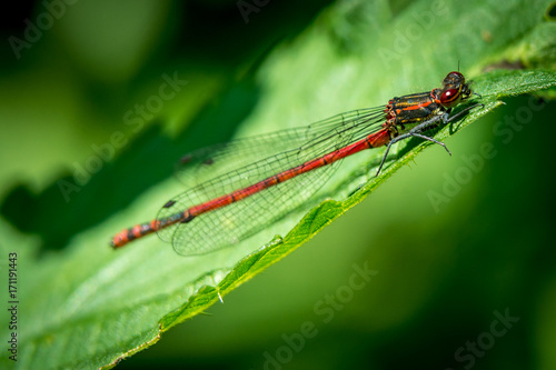 Red Dragonfly on grass © stockfotocz